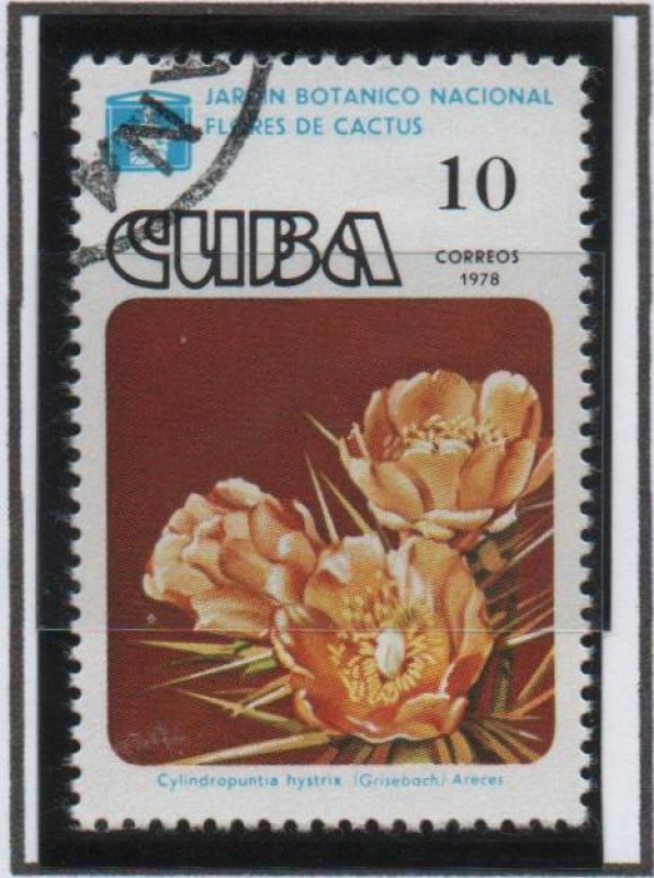 Flores d' cactus: Cylindropuntia