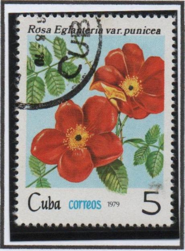 Rosas: Eglanteria