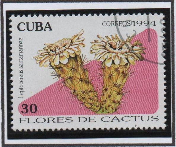 Flores d' cactus: Leptocereus