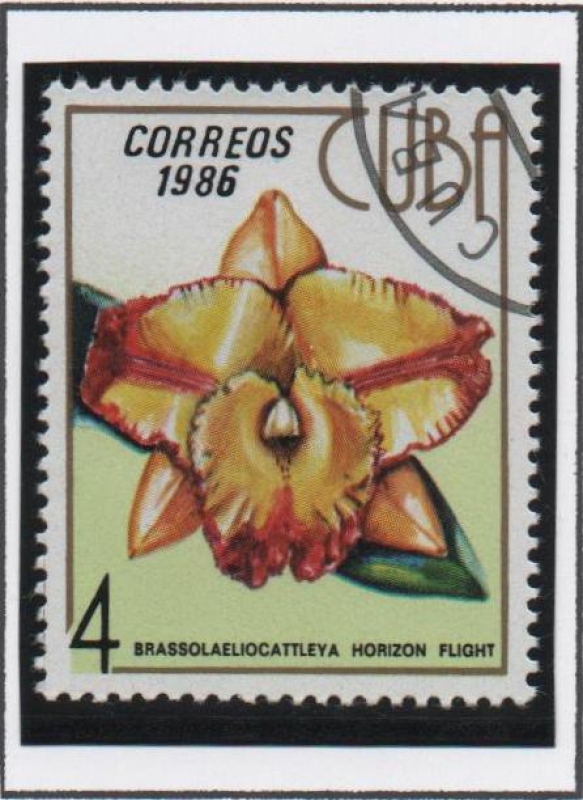 Orquideas: Brassolaelio cattleya