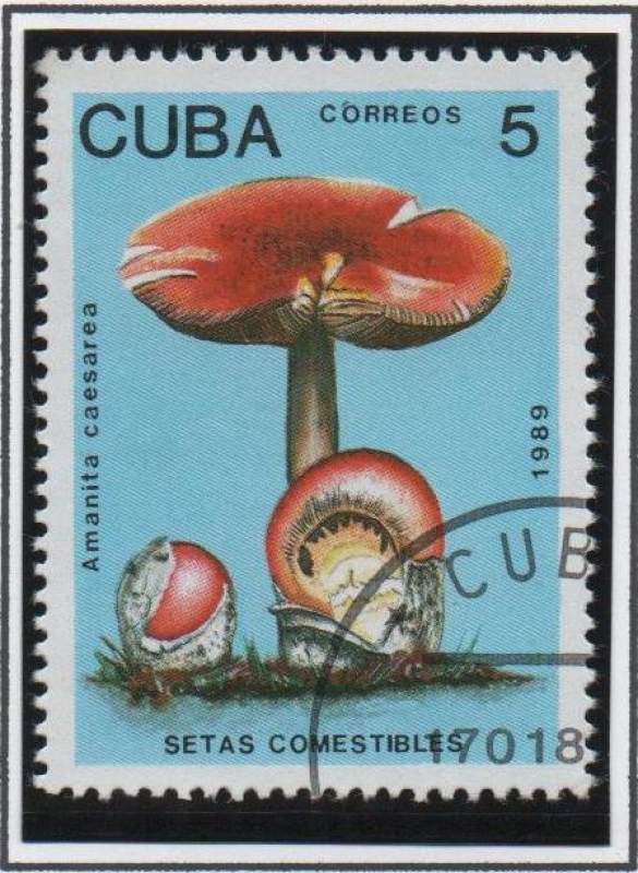 Setas conestibles: Amanita caesarea