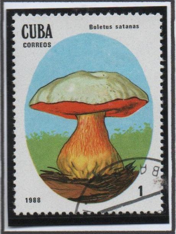 Setas Venenosas: Boletus satanas