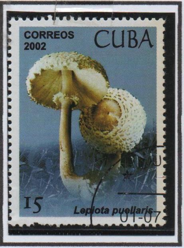 Setas: Lepiota puelaris