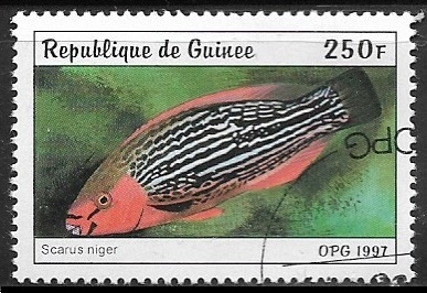 Peces =  Dusky Parrotfish (Scarus niger)