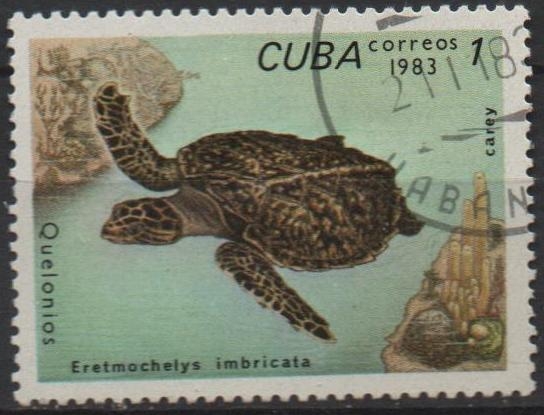Tortugas: Eretmochelys imbricata