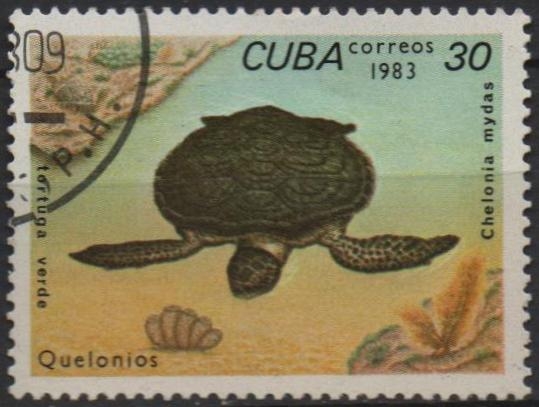 Tortugas: Chelonia mydas