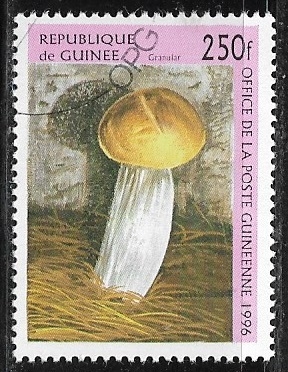 Setas - Granular Mushroom (Suillus granulatus)