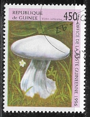 Setas - Violet Cortinarius Mushroom (Cortinarius violaceus)