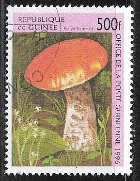 Setas - Rough-stemmed Mushroom (Boletus scaber)