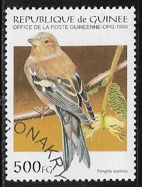 Aves - Common Chaffinch (Fringilla coelebs)