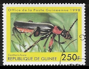 Soldier Beetle (Cantharis fusca)