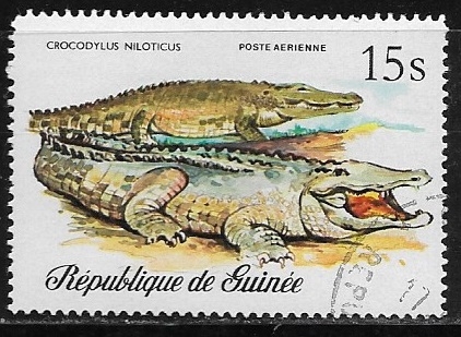 Reptiles - Nile Crocodile (Crocodylus niloticus)