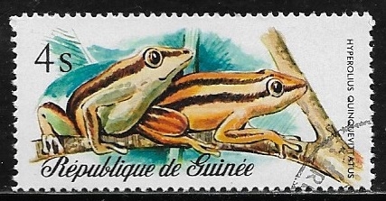 Ranas - Five-striped Reed Frog (Hyperolius quinquevittatus)