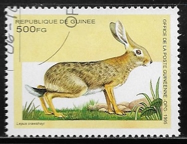 African Savanna Hare (Lepus crawshayi)