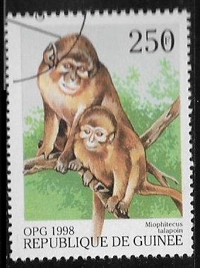 OPG 998 - Angolan Talapoin (Miophitecus talapoin)