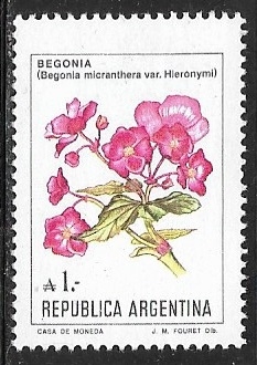 Flores - Begonia