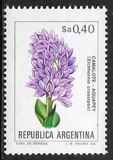 Flores - Camalote Aguapey (Eichhornia crassipes)