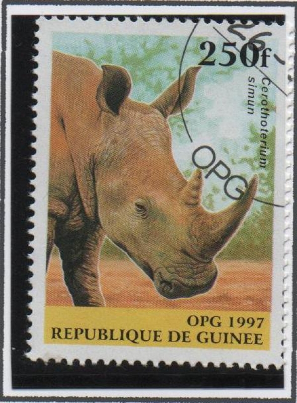 Animales Salvajes: Rinoceronte