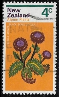 Flores - Plantas Alpinas