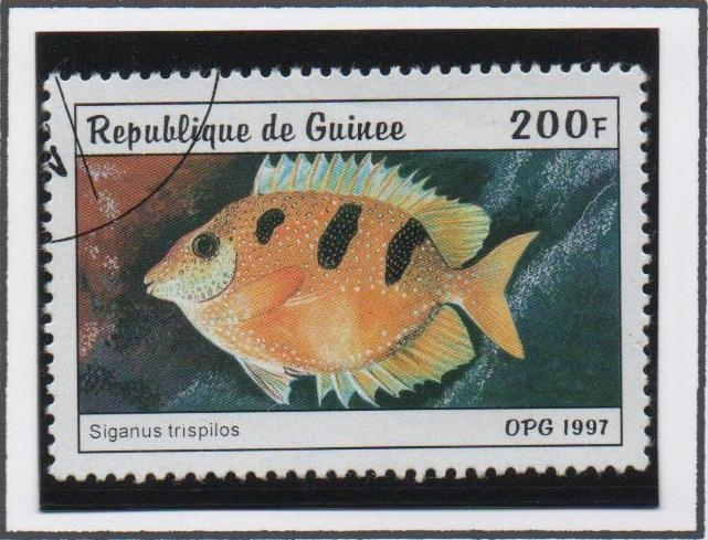 Peces: Siganus trispilos