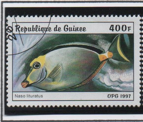 Peces: Naso lituratus