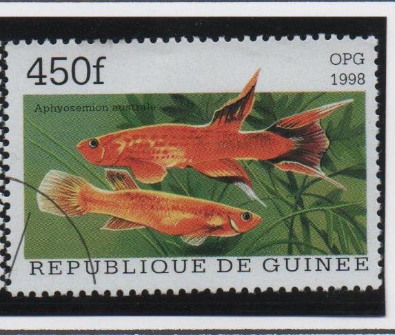 Peces:  Aphyosemion australe