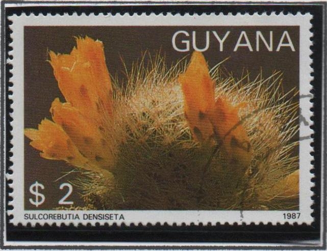 Flores d' Cactus: 	Sulcorebutia densiseta