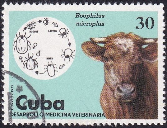 Medicina veterinaria