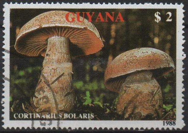 Hongos: Bolaris Cortinarius