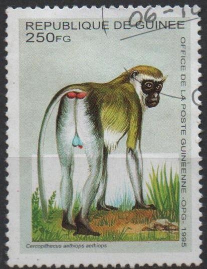  Cercopithecus Aethiops