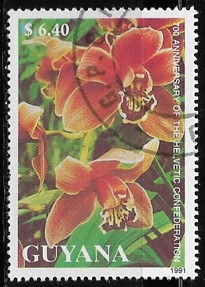 Orquideas - Cymbidium sp.