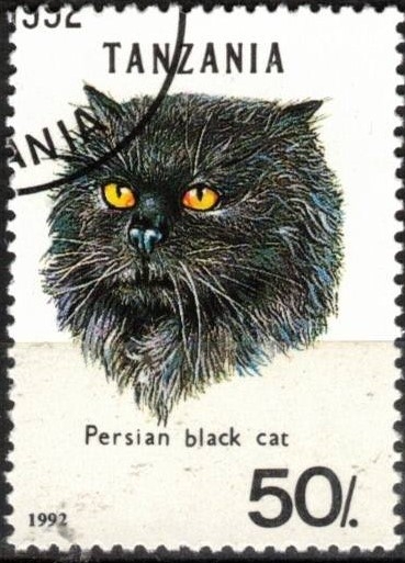 Gato, Persa Negro.
