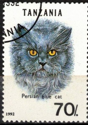 Gato, Persa azul.