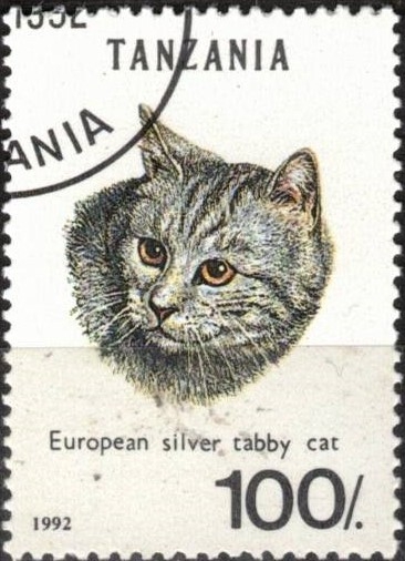 Gato. Atigrado europeo.