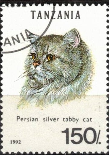 Gato Persa Tabby.