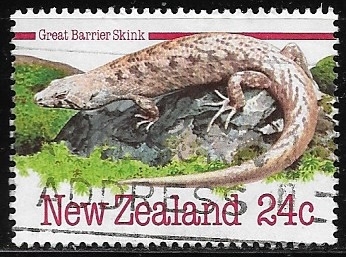 Great Barrier Skink 