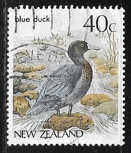 Aves - Blue Duck 