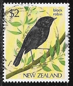 Aves - Black Robin