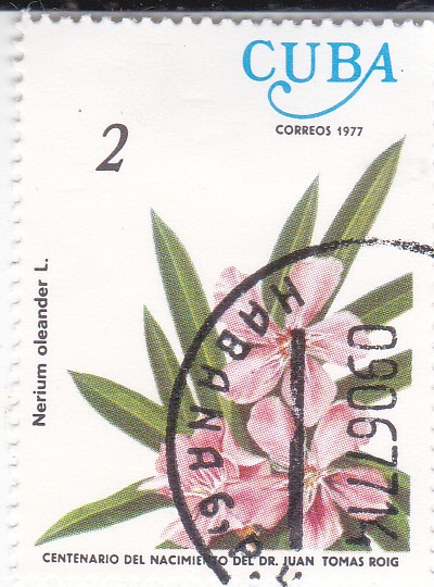 FLORES- Nerium Orleander