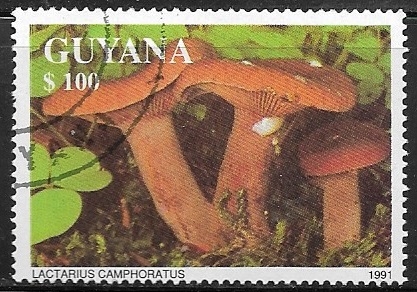 Setas - Lactarius Camphoratus