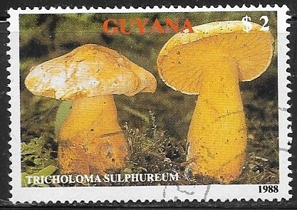 Setas - Tricholoma sulphureum