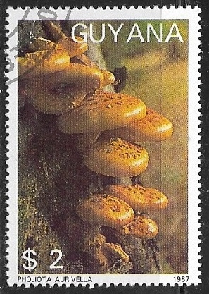 Setas - Pholiota aurivella