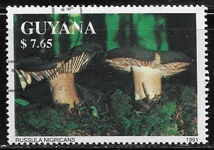 Setas - Russula Nigricans