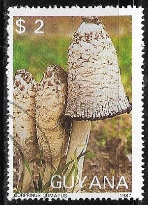 Setas - Coprinus comatus)