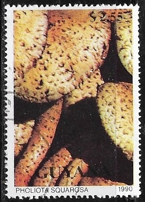 Setas - Pholiota squarosa
