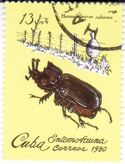 Entomofauna 