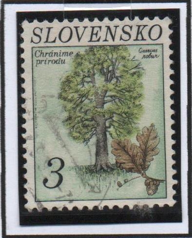 Quercus Robur
