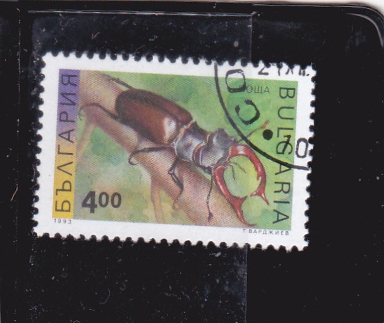 Escarabajo ciervo (Lucan Hart)