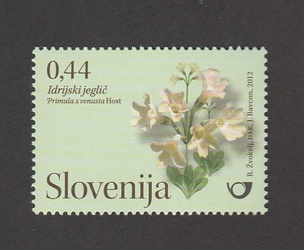Flora de los jardines públicos de Eslovenia:Primula venusta