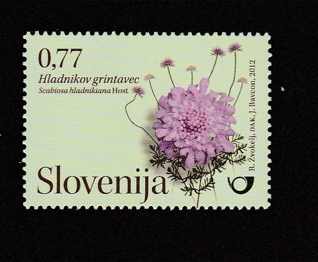 Flora de los jardines de Eslovenia: Scabiosa spp.